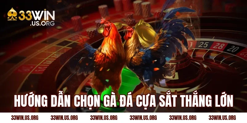 Hướng dẫn chọn gà đá cựa sắt thắng lớn