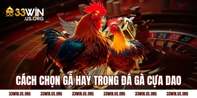 Cách chọn gà hay trong đá gà cựa dao